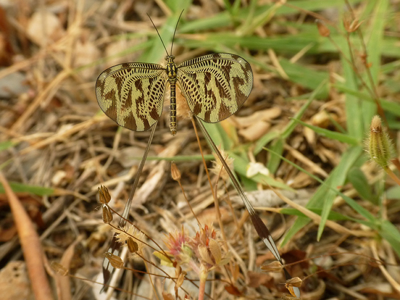 in Grecia:  Nemoptera bipennis ?   No, Nemoptera coa